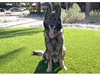 Adopt Bosco a German Shepherd Dog