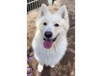 Adopt Oso a Samoyed, Husky