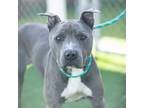 Adopt SHEF a Pit Bull Terrier, Mixed Breed