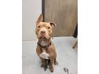 Adopt Pip a American Staffordshire Terrier