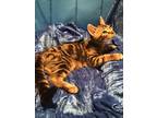 Adopt Ralphy (Dasher) a Bengal