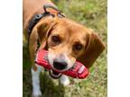 Adopt Freddy a Beagle