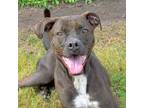 Adopt PILGRIM a Pit Bull Terrier