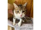 Adopt Digits - I'm a polytoes & pokeynose a Extra-Toes Cat / Hemingway