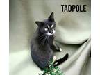 Adopt Tadpole a Domestic Short Hair