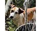 Adopt Hokulea a Mixed Breed