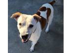 Adopt Hank a Australian Cattle Dog / Blue Heeler