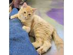 Adopt Marvelous Max a Domestic Medium Hair