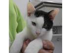 Adopt Mickey Mouse a Oriental Short Hair
