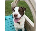 Adopt Chex a Australian Shepherd, Labrador Retriever