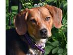 Adopt Peabody- URGENT!! a Beagle