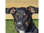 Adopt Dunn a Cattle Dog, German Shepherd Dog