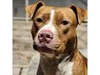Adopt CHIPPIE a Pit Bull Terrier