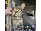 Adopt Chief Stoplight a Domestic Short Hair