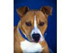 Adopt Earl a Pit Bull Terrier