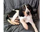 Adopt Ziggy a Treeing Walker Coonhound