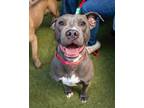 Adopt Chance a Pit Bull Terrier, American Staffordshire Terrier