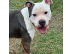 Adopt ACAC-Stray-ac741/23-13120/Carl a Pit Bull Terrier