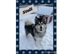 Adopt Stoli a Alaskan Malamute