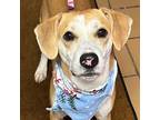 Adopt Spot- Prison Training Program a Beagle, Hound