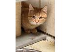 Adopt Axle a Domestic Short Hair