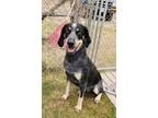 Adopt Whiskey a Bluetick Coonhound