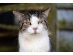 Adopt Buddy (FIV+) a Domestic Short Hair