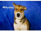 Adopt Milky Way a German Shepherd Dog, Husky
