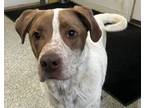 Adopt Gavin a Mixed Breed