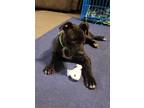 Adopt Flurry (AKA McFlurry) a Pit Bull Terrier