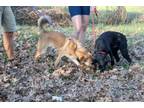 Adopt Timber & Blackie (Bonded Pair) a Shepherd, Black Labrador Retriever