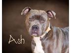 Adopt Ash a Pit Bull Terrier