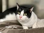 Adopt Trader Joe a Domestic Short Hair