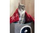 Adopt TIMMY a Domestic Short Hair