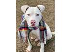 Adopt Casper a Boxer, Labrador Retriever