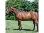 Adopt Mine The Cape a Thoroughbred