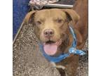 Adopt Goose a American Staffordshire Terrier