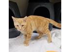 Adopt Phil a Domestic Short Hair