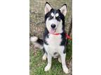 Adopt Sir Rupert a Alaskan Malamute