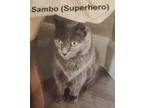 Adopt Sambo a Russian Blue