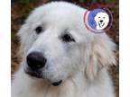 Adopt Clyde a Great Pyrenees