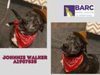 Adopt JOHNNIE WALKER a Staffordshire Bull Terrier, Mixed Breed