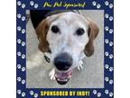 Adopt Buddy Cain a Coonhound, Mixed Breed