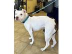 Adopt RUMMY a Pit Bull Terrier