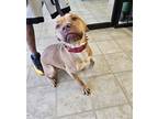 Adopt SYMBA a Pit Bull Terrier, Mixed Breed