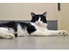 Adopt Hobbes a Domestic Medium Hair