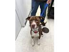 Adopt Biscuit a Pit Bull Terrier, Mixed Breed