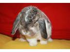 Adopt Cody (New Berlin foster home) a Holland Lop