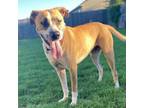 Adopt Memphis a Pit Bull Terrier, Boxer