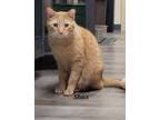 Adopt Shax a Domestic Short Hair